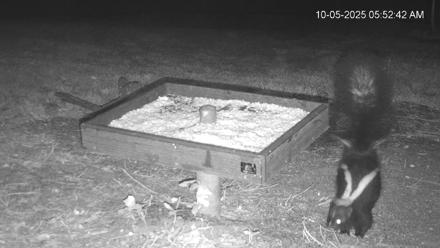 Texas Game & Ground Feeder Live Webcam - Oct 5, 2025, 5:54am CDT