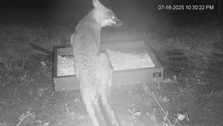 Texas Game & Ground Feeder Live Webcam - Jul 18, 2025, 10:32pm CDT