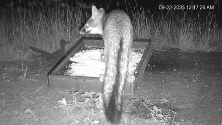 Texas Game & Ground Feeder Live Webcam - Sep 22, 2025, 12:18am CDT