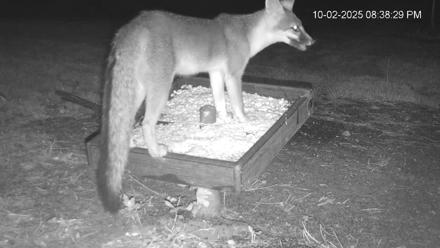 Texas Game & Ground Feeder Live Webcam - Oct 2, 2025, 8:40pm CDT