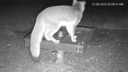 Texas Game & Ground Feeder Live Webcam - Dec 8, 2025, 5:10am CST
