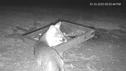 Texas Game & Ground Feeder Live Webcam - Oct 10, 2025, 9:52pm CDT
