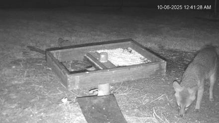 Texas Game & Ground Feeder Live Webcam - Oct 6, 2025, 12:42am CDT