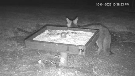 Texas Game & Ground Feeder Live Webcam - Oct 4, 2025, 10:39pm CDT
