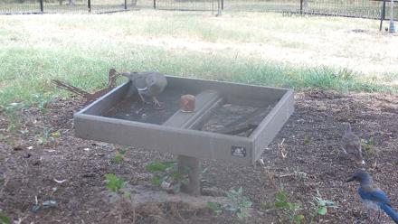 Texas Game & Ground Feeder Live Webcam - Aug 3, 2025, 2:42pm CDT