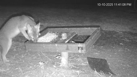 Texas Game & Ground Feeder Live Webcam - Oct 10, 2025, 11:42pm CDT