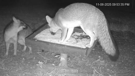 Texas Game & Ground Feeder Live Webcam - Nov 6, 2025, 9:54pm CST