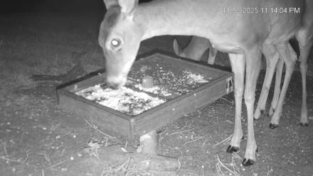 Texas Game & Ground Feeder Live Webcam - Nov 2, 2025, 11:15pm CST