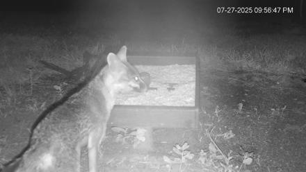 Texas Game & Ground Feeder Live Webcam - Jul 27, 2025, 9:58pm CDT