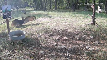 Texas Game & Ground Feeder Live Webcam - Sep 21, 2025, 9:28am CDT