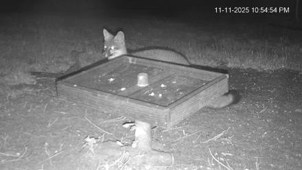 Texas Game & Ground Feeder Live Webcam - Nov 11, 2025, 10:57pm CST