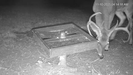 Texas Game & Ground Feeder Live Webcam - Nov 10, 2025, 4:15am CST