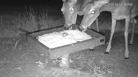 Texas Game & Ground Feeder Live Webcam - Sep 15, 2025, 9:06pm CDT