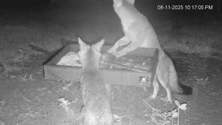 Texas Game & Ground Feeder Live Webcam - Aug 11, 2025, 10:17pm CDT