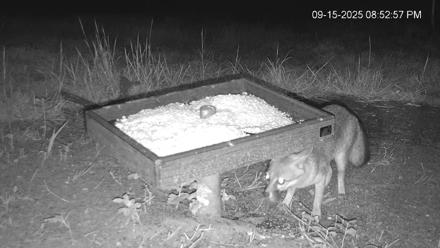 Texas Game & Ground Feeder Live Webcam - Sep 15, 2025, 8:54pm CDT