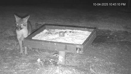 Texas Game & Ground Feeder Live Webcam - Oct 4, 2025, 10:44pm CDT