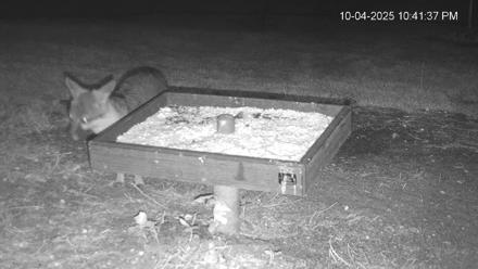 Texas Game & Ground Feeder Live Webcam - Oct 4, 2025, 10:42pm CDT