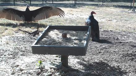 Texas Game & Ground Feeder Live Webcam - Oct 5, 2025, 10:12am CDT