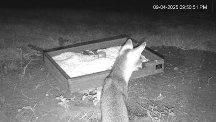 Texas Game & Ground Feeder Live Webcam - Sep 4, 2025, 9:52pm CDT