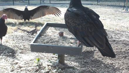 Texas Game & Ground Feeder Live Webcam - Oct 5, 2025, 10:12am CDT