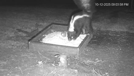 Texas Game & Ground Feeder Live Webcam - Oct 12, 2025, 9:05pm CDT