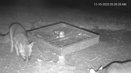 Texas Game & Ground Feeder Live Webcam - Nov 10, 2025, 5:27am CST
