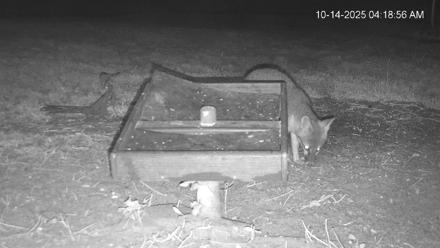 Texas Game & Ground Feeder Live Webcam - Oct 14, 2025, 4:20am CDT