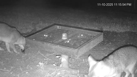 Texas Game & Ground Feeder Live Webcam - Nov 10, 2025, 11:16pm CST