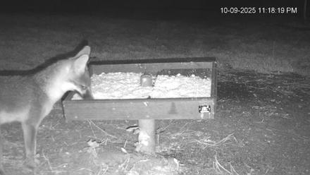 Texas Game & Ground Feeder Live Webcam - Oct 9, 2025, 11:19pm CDT
