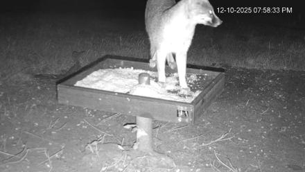 Texas Game & Ground Feeder Live Webcam - Dec 10, 2025, 7:59pm CST