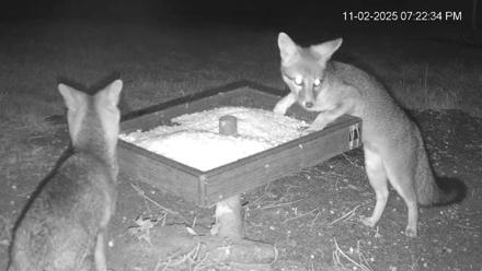 Texas Game & Ground Feeder Live Webcam - Nov 2, 2025, 7:25pm CST