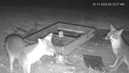 Texas Game & Ground Feeder Live Webcam - Oct 11, 2025, 4:14am CDT