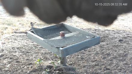 Texas Game & Ground Feeder Live Webcam - Oct 15, 2025, 8:33am CDT