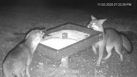 Texas Game & Ground Feeder Live Webcam - Nov 2, 2025, 7:24pm CST