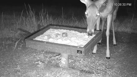 Texas Game & Ground Feeder Live Webcam - Sep 16, 2025, 10:27pm CDT