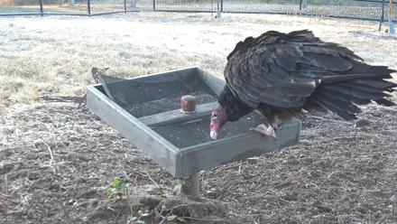 Texas Game & Ground Feeder Live Webcam - Oct 15, 2025, 8:00am CDT