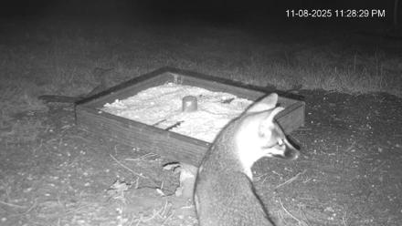 Texas Game & Ground Feeder Live Webcam - Nov 8, 2025, 11:29pm CST