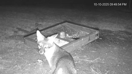 Texas Game & Ground Feeder Live Webcam - Oct 10, 2025, 9:51pm CDT