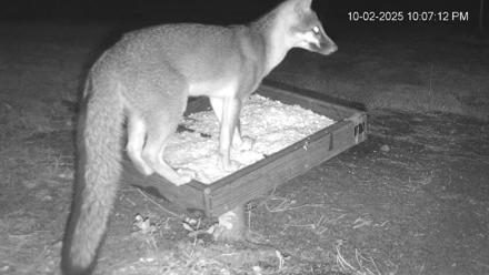 Texas Game & Ground Feeder Live Webcam - Oct 2, 2025, 10:08pm CDT