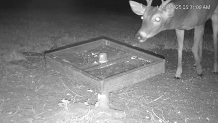 Texas Game & Ground Feeder Live Webcam - Nov 10, 2025, 5:32am CST