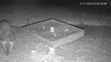 Texas Game & Ground Feeder Live Webcam - Nov 11, 2025, 2:06am CST