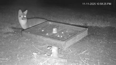 Texas Game & Ground Feeder Live Webcam - Nov 11, 2025, 10:59pm CST