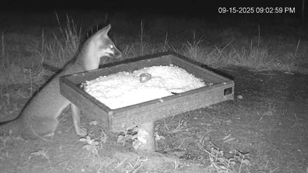 Texas Game & Ground Feeder Live Webcam - Sep 15, 2025, 9:04pm CDT