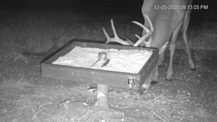 Texas Game & Ground Feeder Live Webcam - Dec 5, 2025, 9:13pm CST
