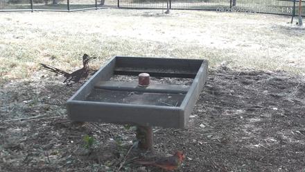 Texas Game & Ground Feeder Live Webcam - Sep 29, 2025, 1:09pm CDT