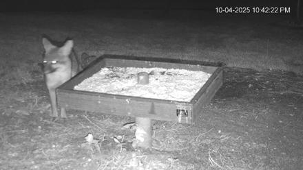 Texas Game & Ground Feeder Live Webcam - Oct 4, 2025, 10:43pm CDT