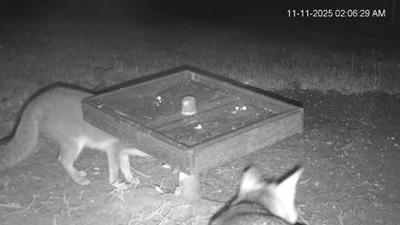 Texas Game & Ground Feeder Live Webcam - Nov 11, 2025, 2:07am CST