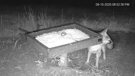 Texas Game & Ground Feeder Live Webcam - Sep 15, 2025, 8:53pm CDT