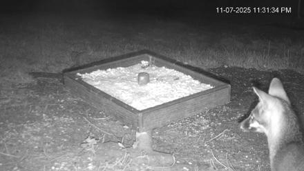 Texas Game & Ground Feeder Live Webcam - Nov 7, 2025, 11:32pm CST