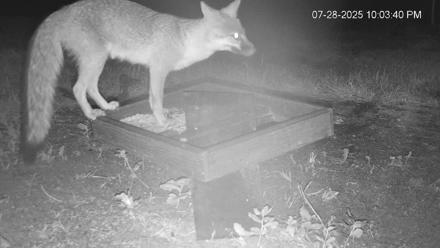 Texas Game & Ground Feeder Live Webcam - Jul 28, 2025, 10:05pm CDT